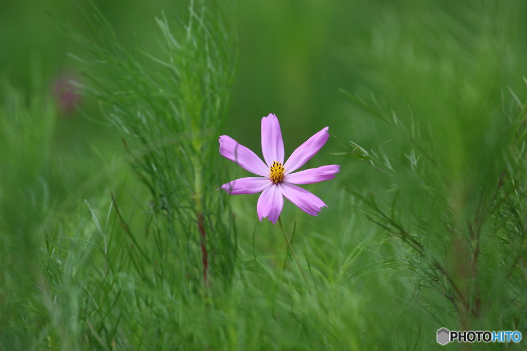 街の花