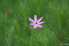 街の花