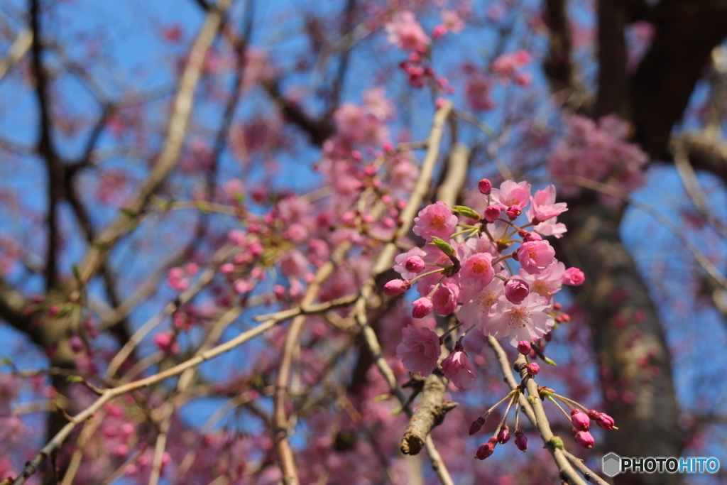 街の花