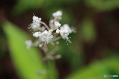 街の花