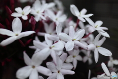 街の花