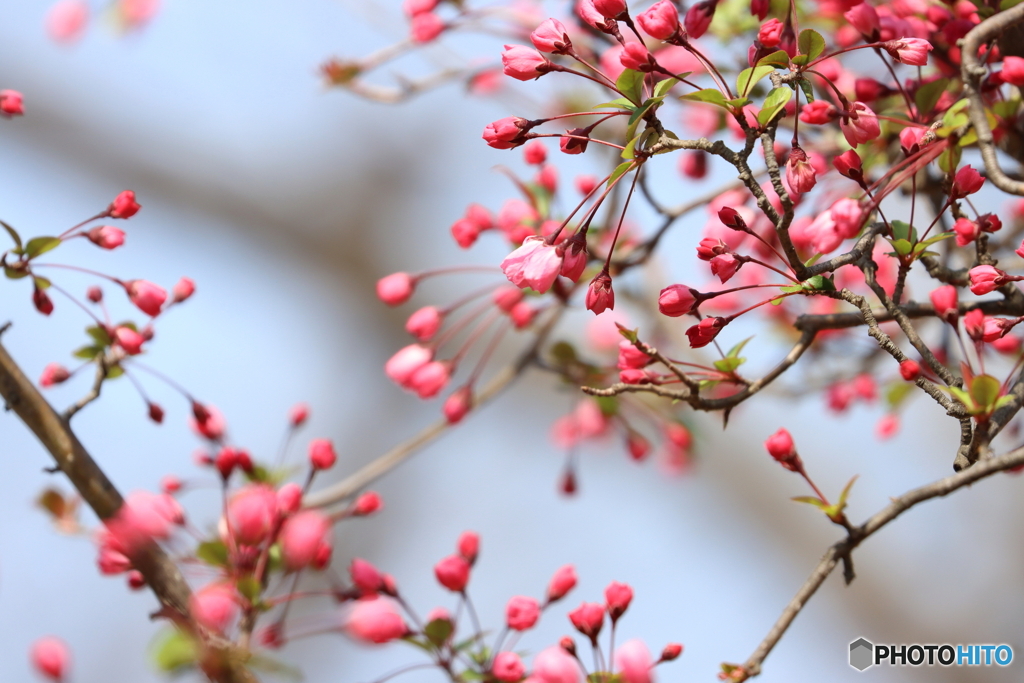 街の花