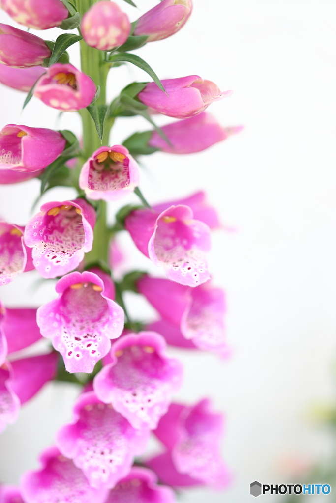 街の花