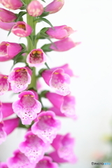 街の花