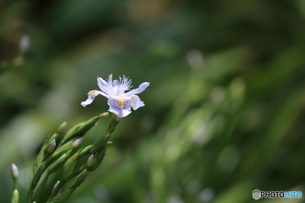 街の花