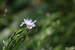 街の花