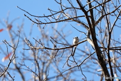 野鳥