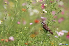 野鳥
