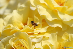 街の花