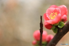 街の花