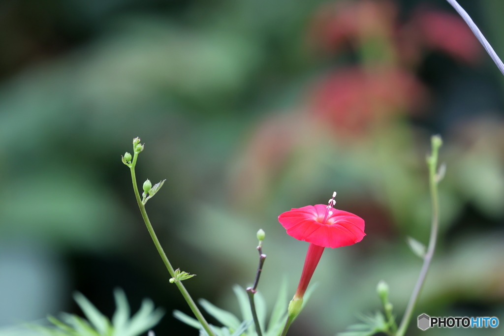 街の花