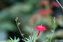 街の花