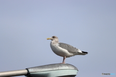 野鳥