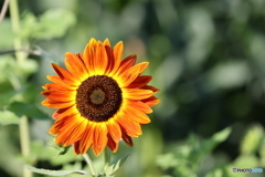 街の花