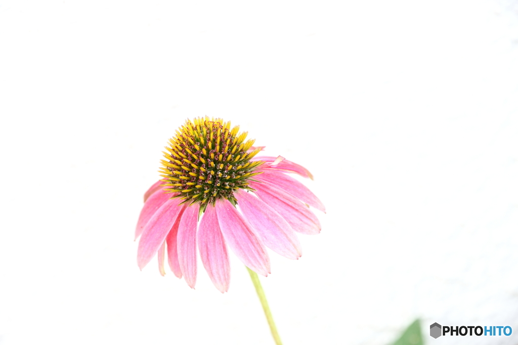街の花