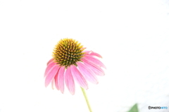 街の花