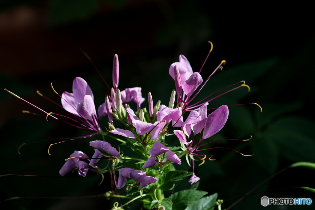 街の花