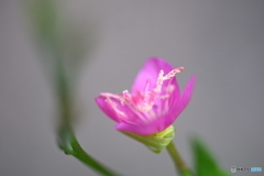 街の花