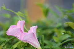 街の花