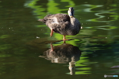 野鳥