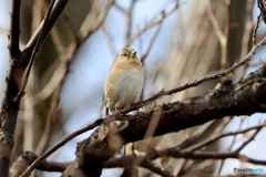 野鳥