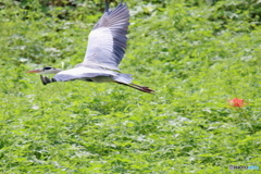 野鳥