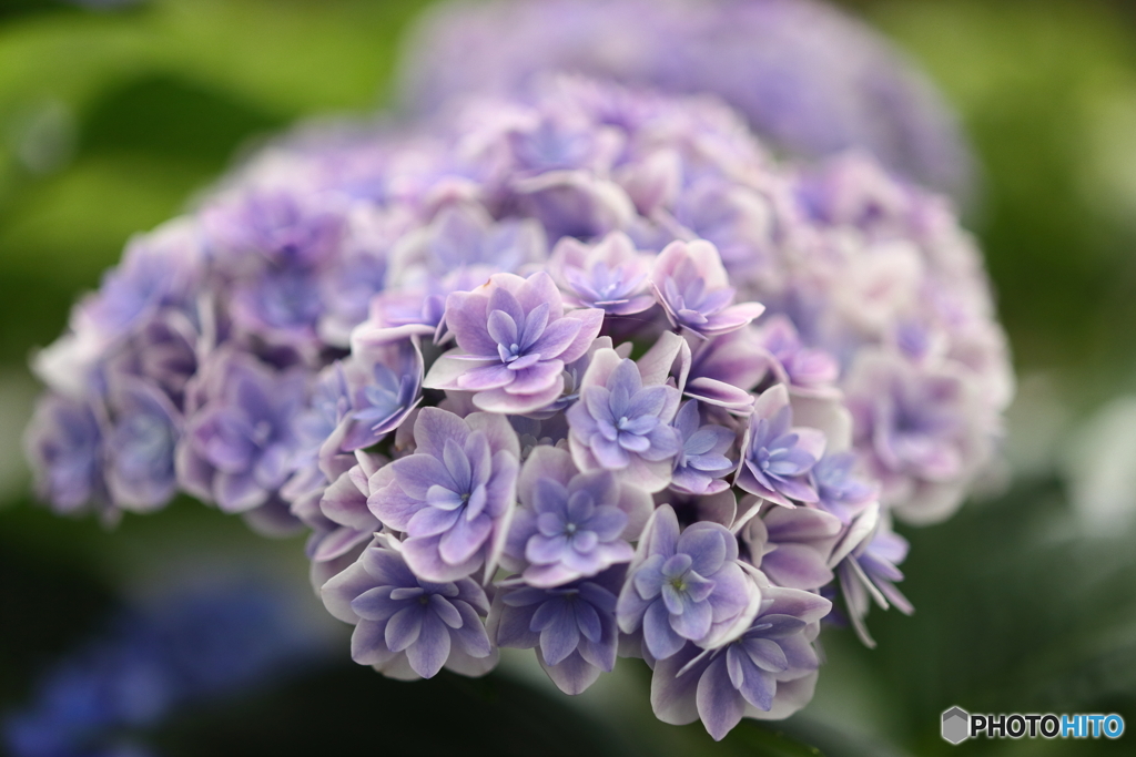 郷土の森