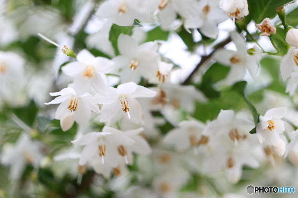 街の花