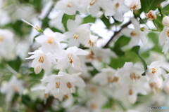 街の花