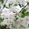 街の花