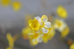 街の花