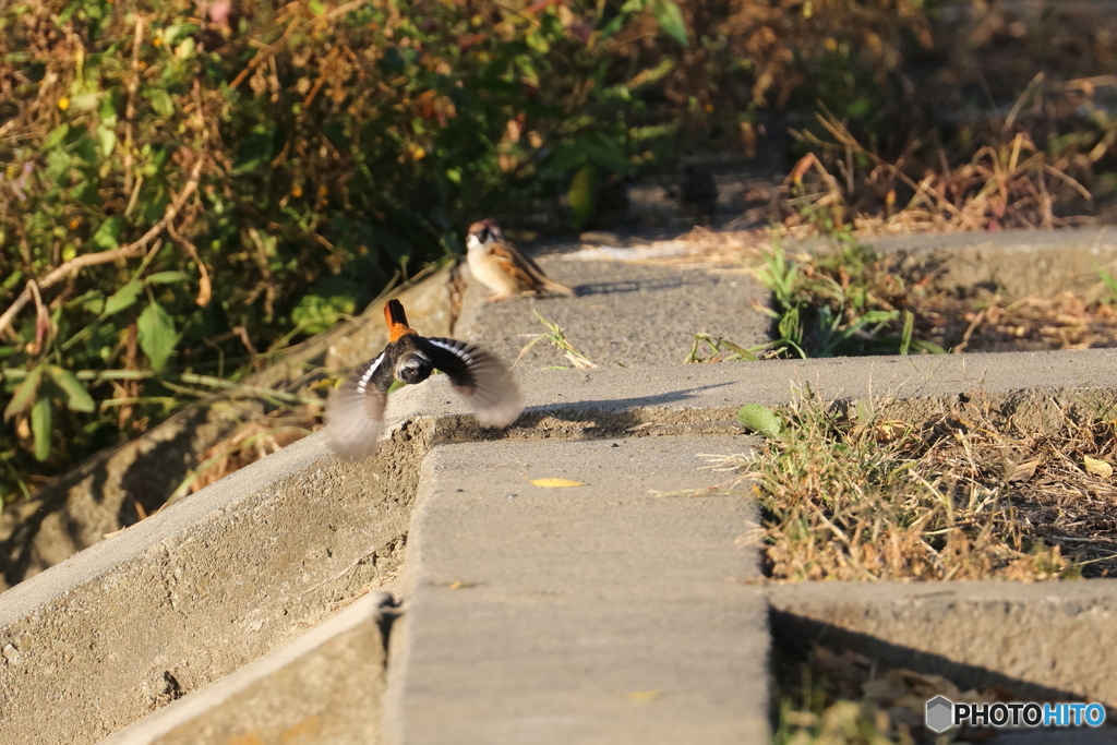 野鳥