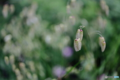 街の花