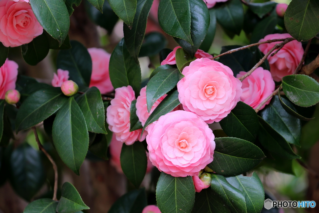 街の花