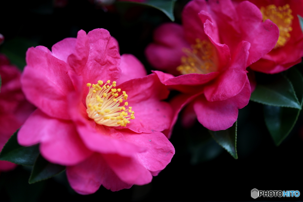 街の花