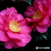 街の花