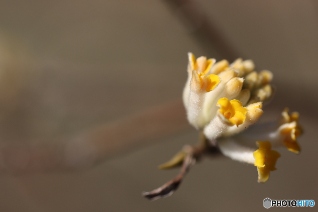 園の花
