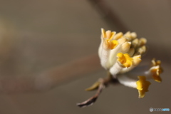 園の花