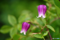 街の花
