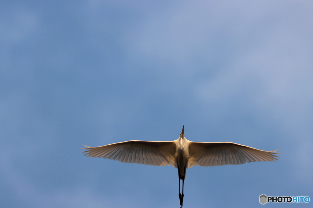 野鳥