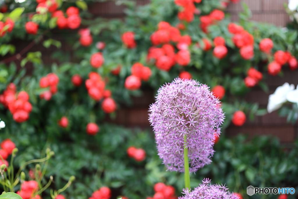 街の花