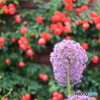 街の花