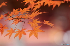 もみじ