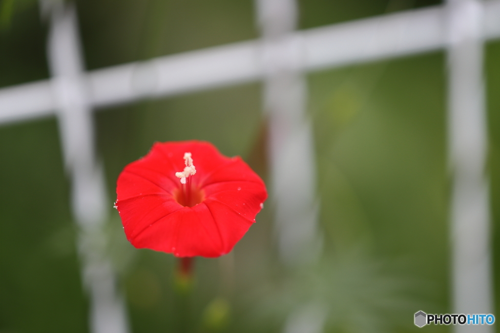 街の花
