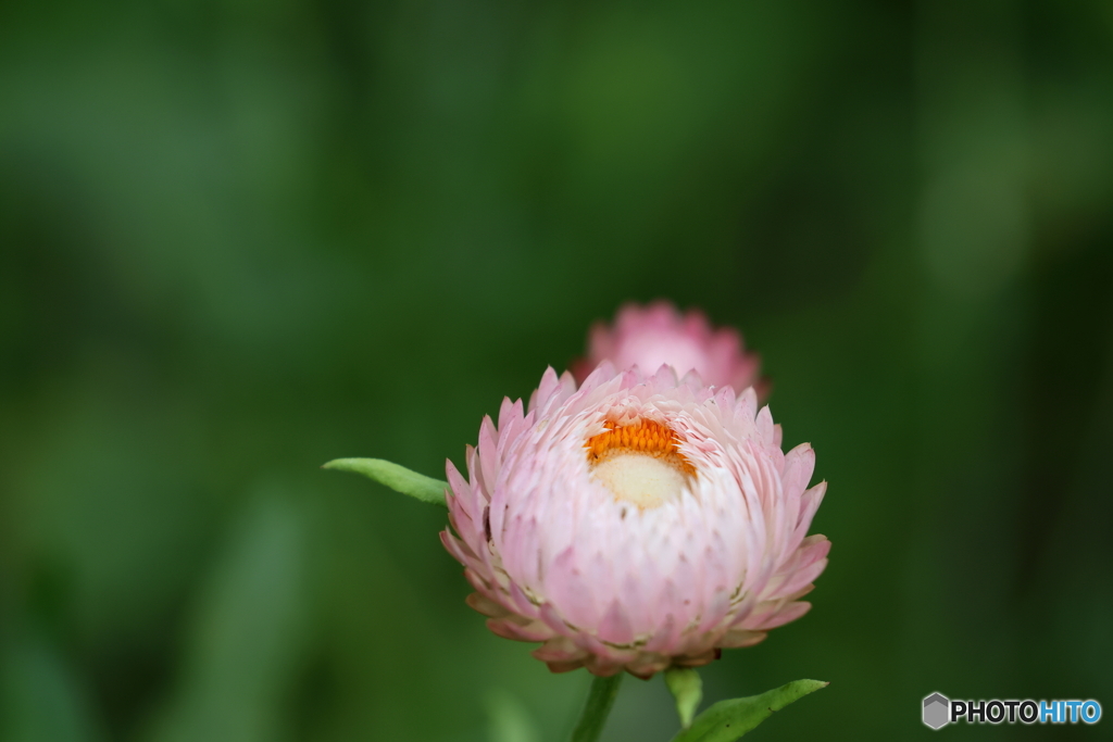 街の花