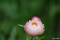 街の花