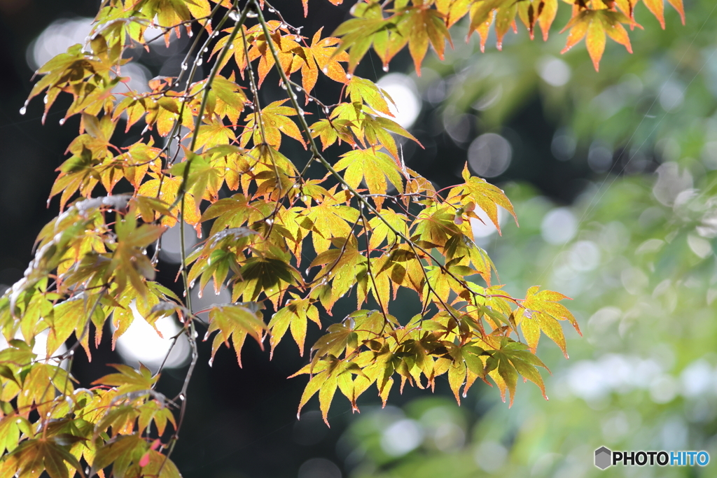 雫