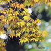 雫