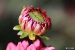 園の花