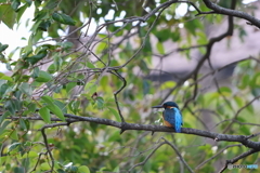 野鳥